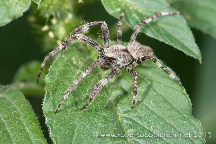 Araneus cf. angulatus - Bologna (BO)